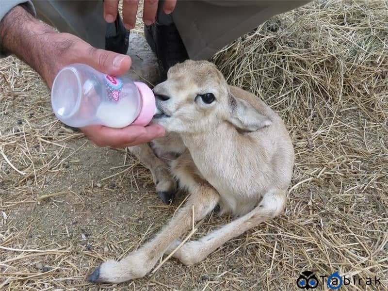 شیر دادن به بچه آهو