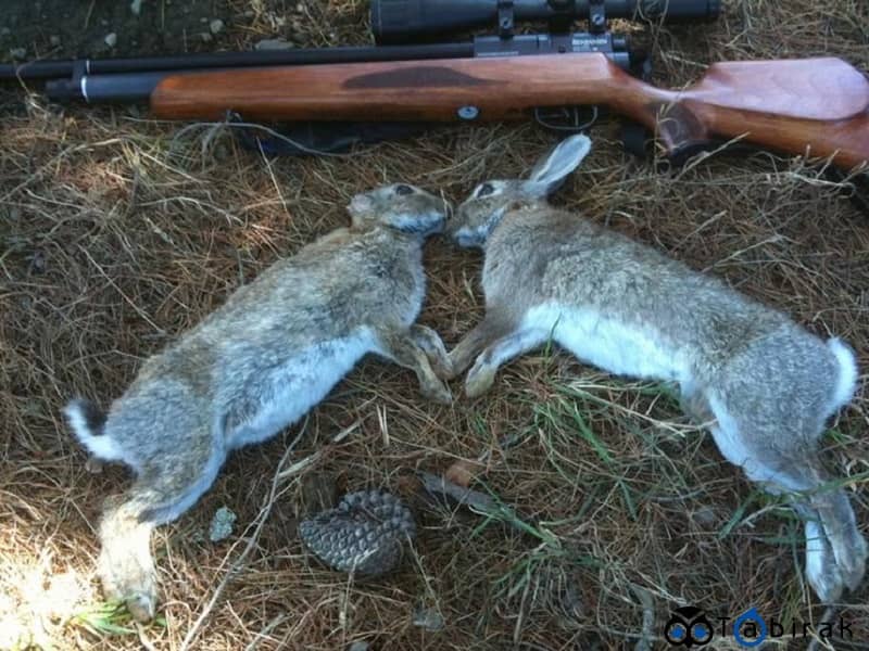 شکار خرگوش