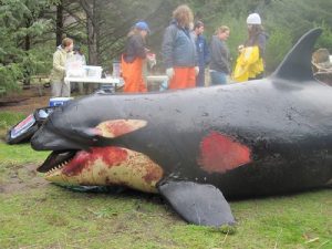 تعبیر خواب کشتن نهنگ