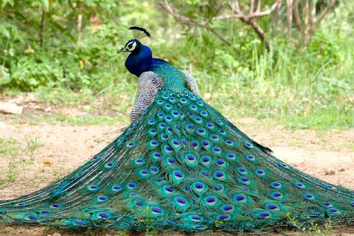 تعبیر خواب کشتن طاووس
