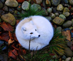 تعبیر خواب روباه سفید